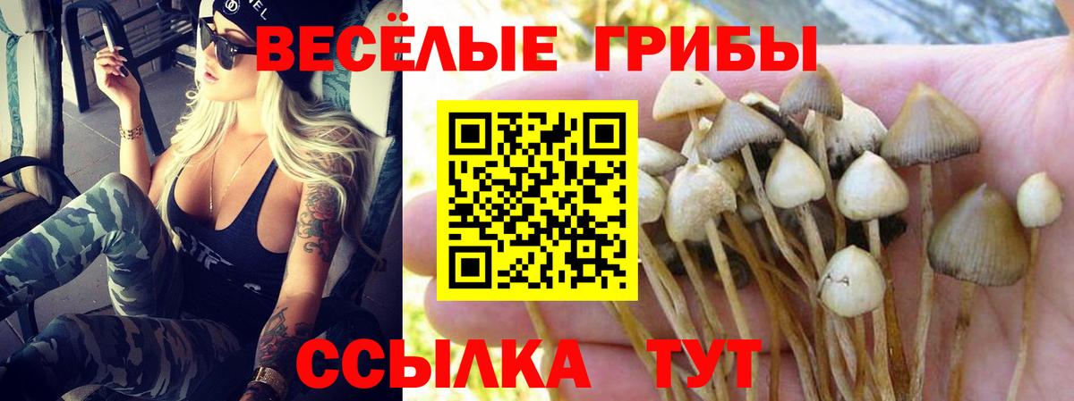 Сегежа  закладки  Вход с VPN  Псилоцибиновые грибы Cubensis 